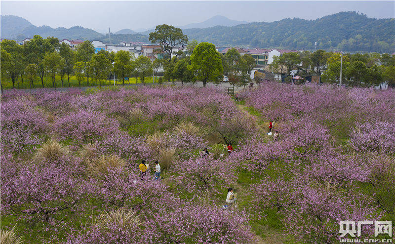 桃花园里绘春天_新余市