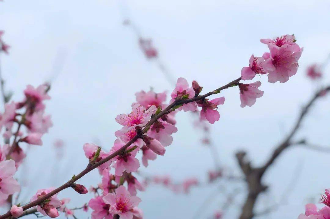 春游江淮请您来▏涡阳这里的桃花要开了