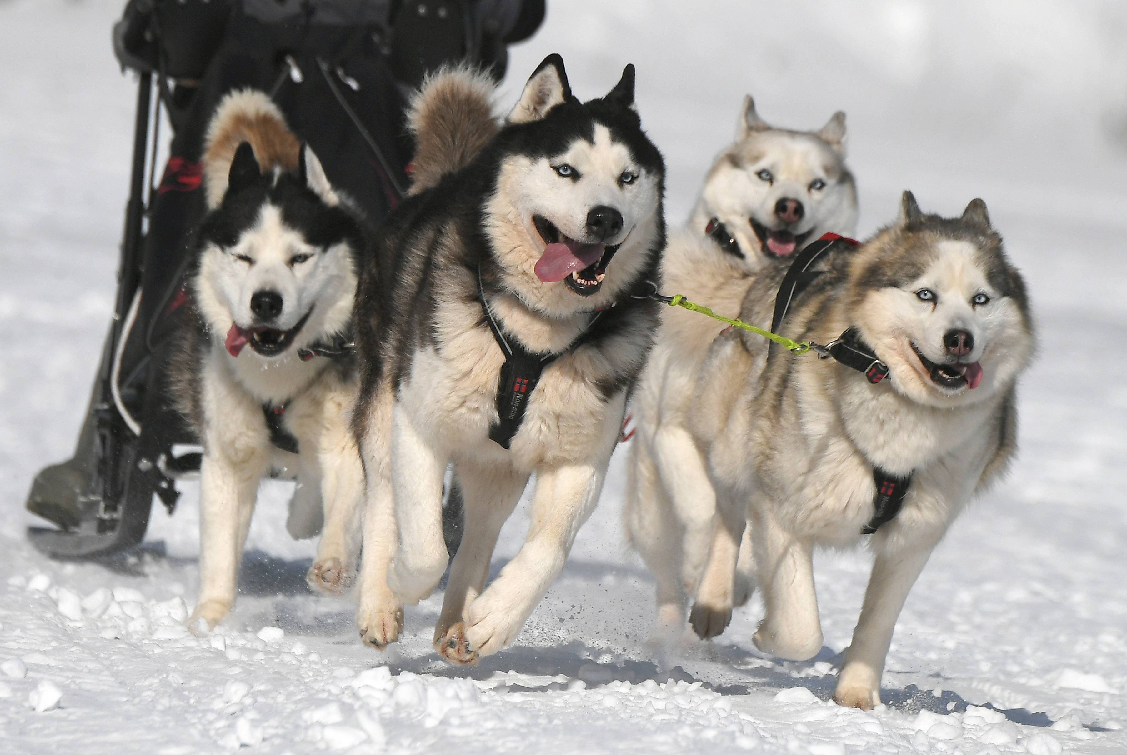 俄罗斯的雪橇犬比赛