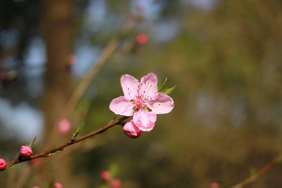 get这几个小知识,教你区分梅花,桃花,樱花,杏花,梨花