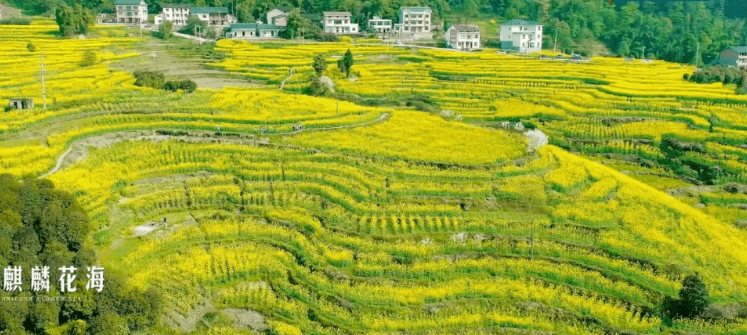 花漾巴南 | 徜徉在樱花,油菜花海里,过世人羡慕的田园