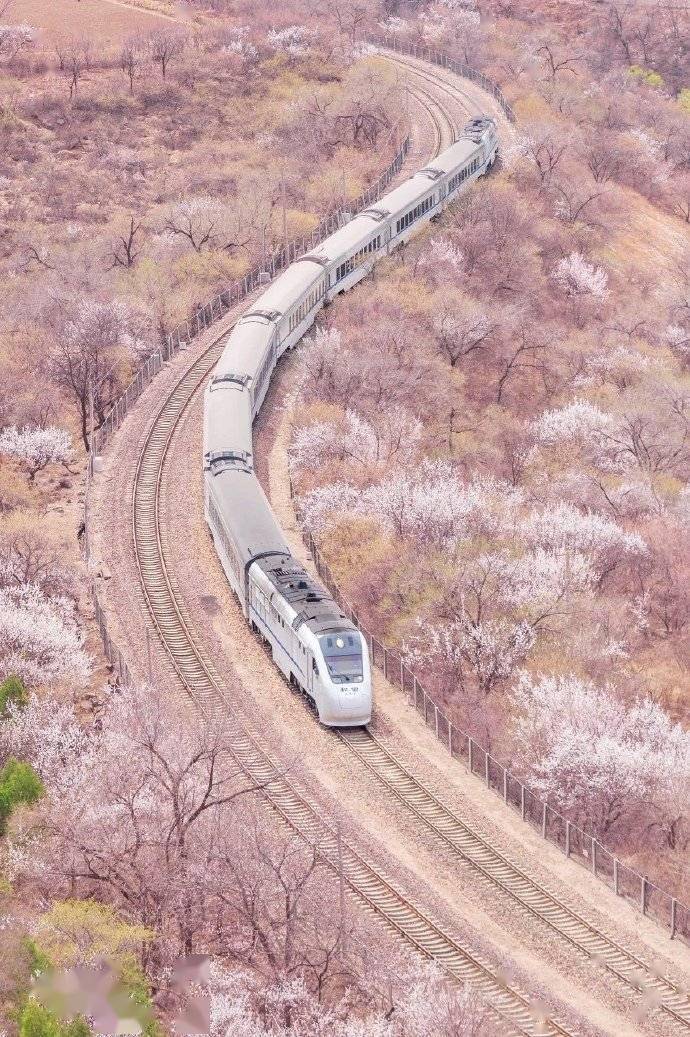 开往春天的列车|北京市郊铁路s2线_花海中