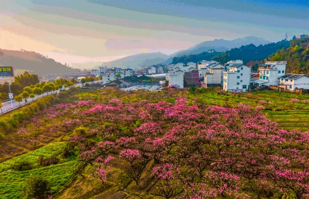 春暖花开,穆云万亩桃花盛放!美啦美啦