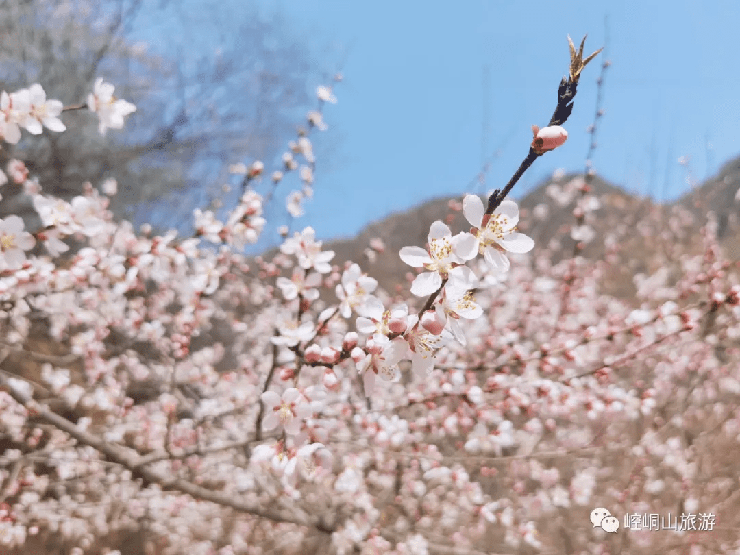 崆峒山的花花花花花花花花,开了!