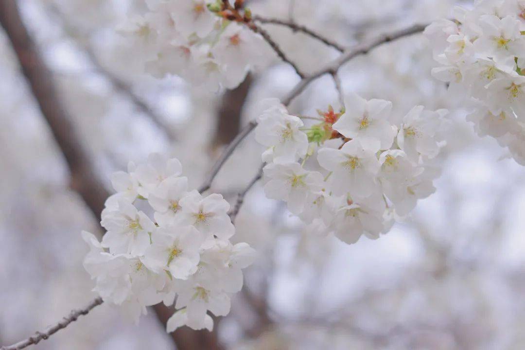 春意迟迟入枝头,落花款款见师大