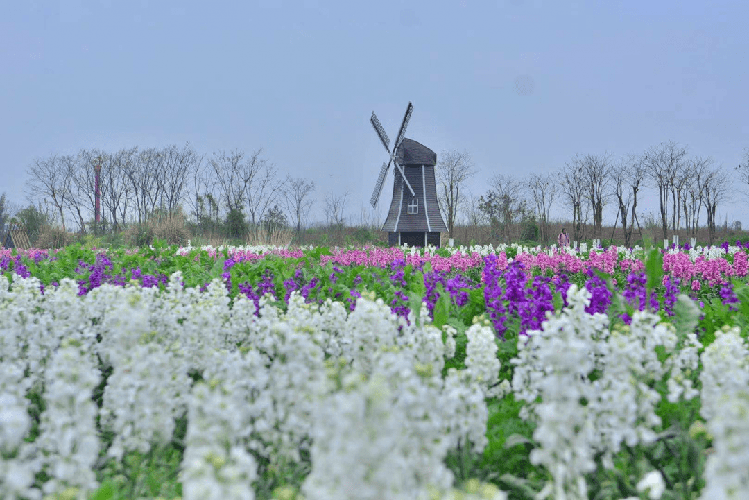 13:50 来源:  这里是四川 在成都,想要观赏郁金香,蔚然花海一定是必不
