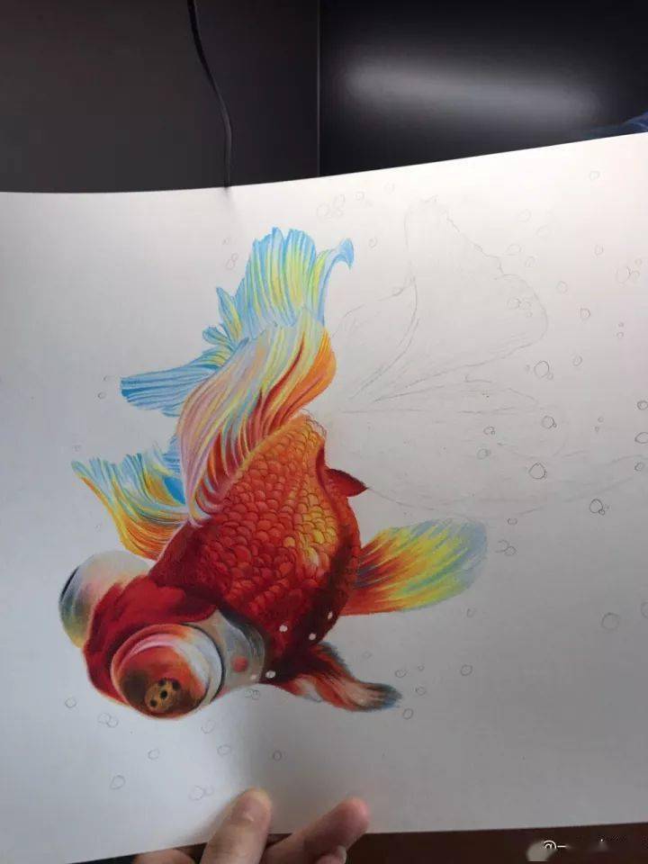 彩铅动物画教程 | 彩铅画金鱼怎么画步骤?彩铅金鱼教程图解