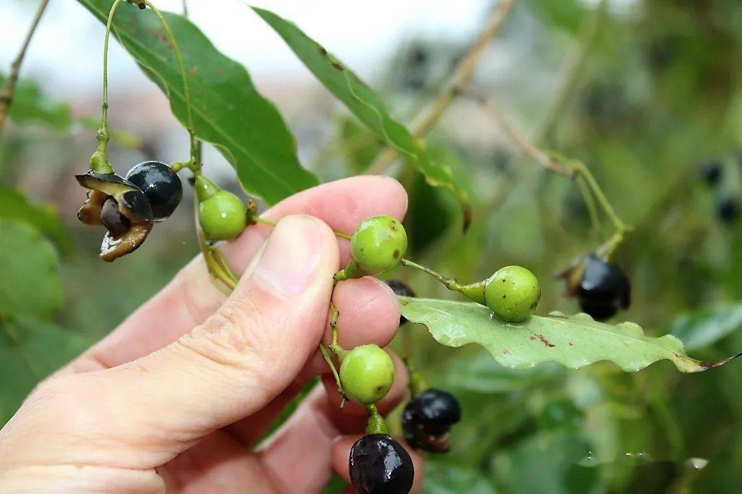 厉秋岳:樟树籽的开发利用