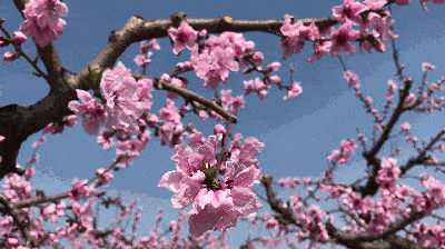 来留坝,追赶一场花事