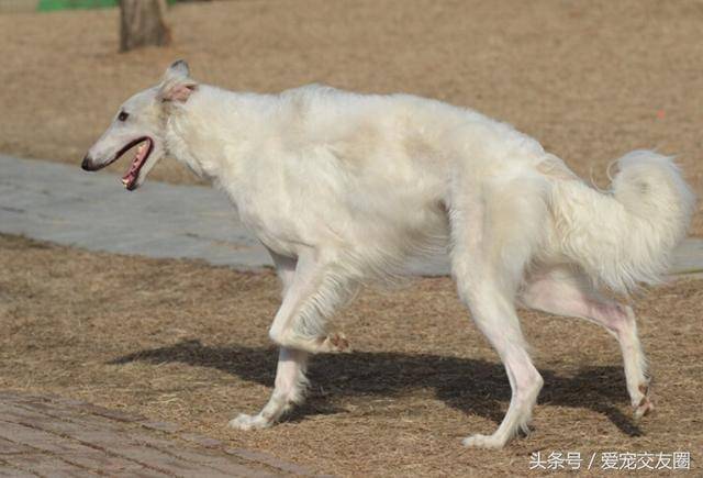 具有高贵气质动作姿态优美的俄罗斯猎狼犬