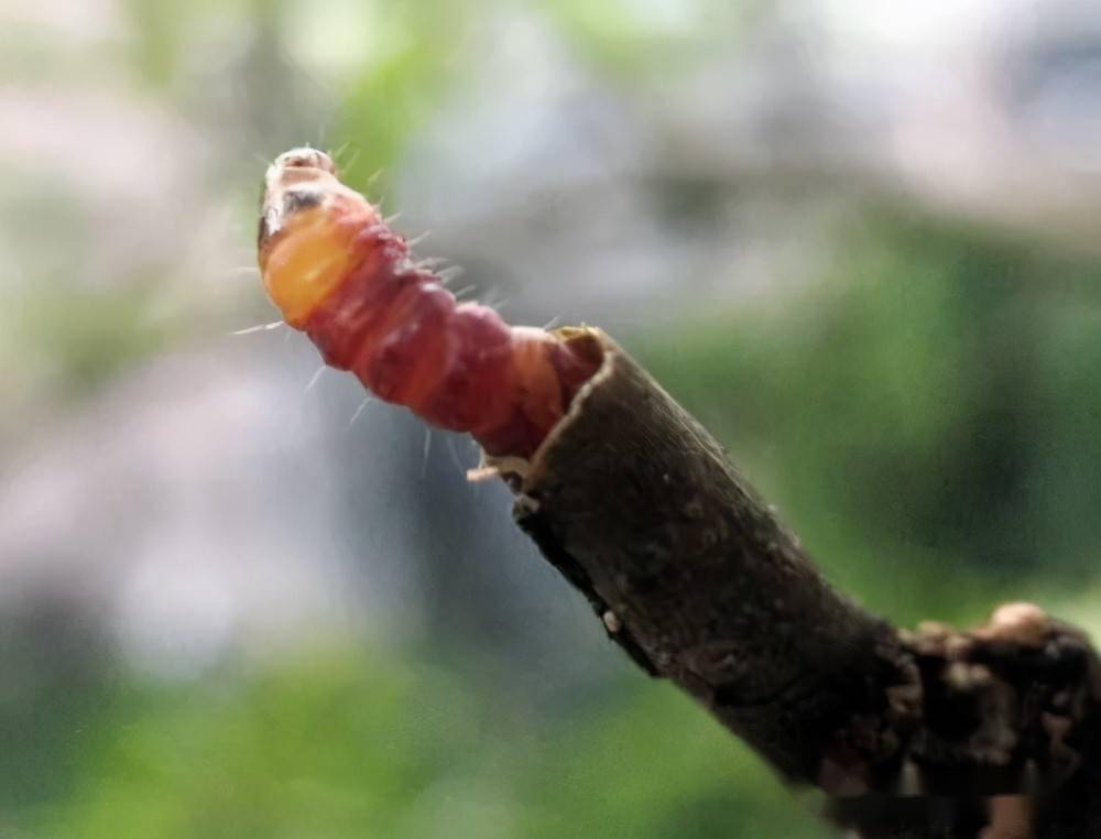 蔬菜钻心虫危害严重,掌握这些防治方法超管用