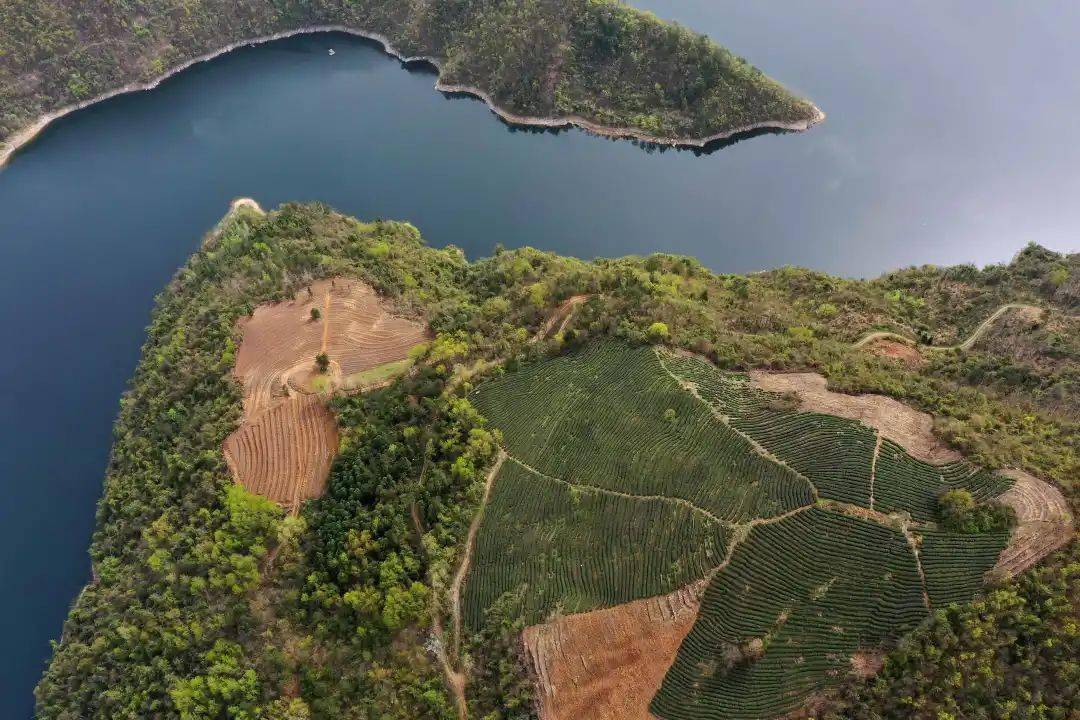 【区县新闻】湖北保康:明前茶飘香 茶农采茶忙_口村