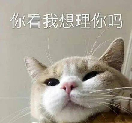 猫咪要是骂起人来,一般人都不是对手_骂人