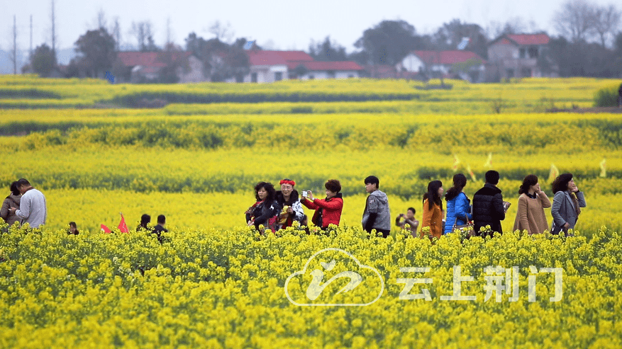 《新闻直播间》栏目组 来荆门市沙洋县 此次油菜花节以"乡村振兴