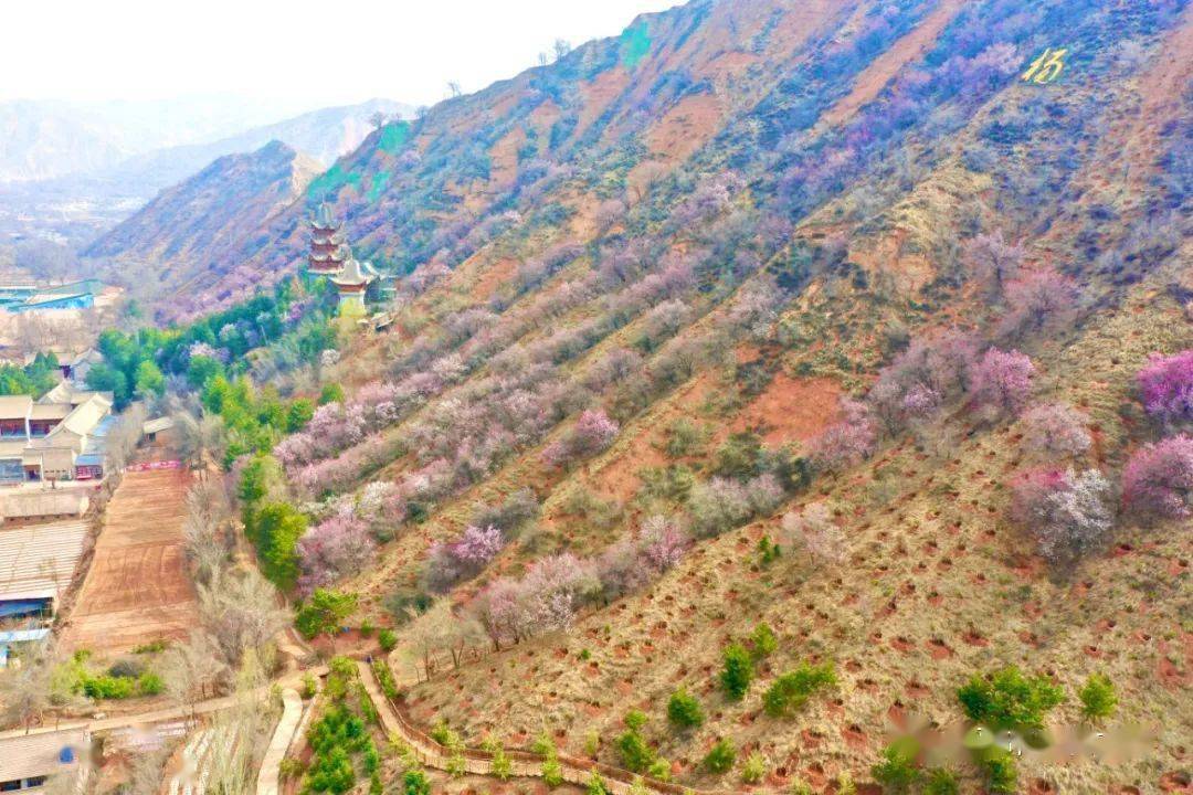 临夏市南龙镇杏花岭邀您赴一场杏花春雨_杨家村