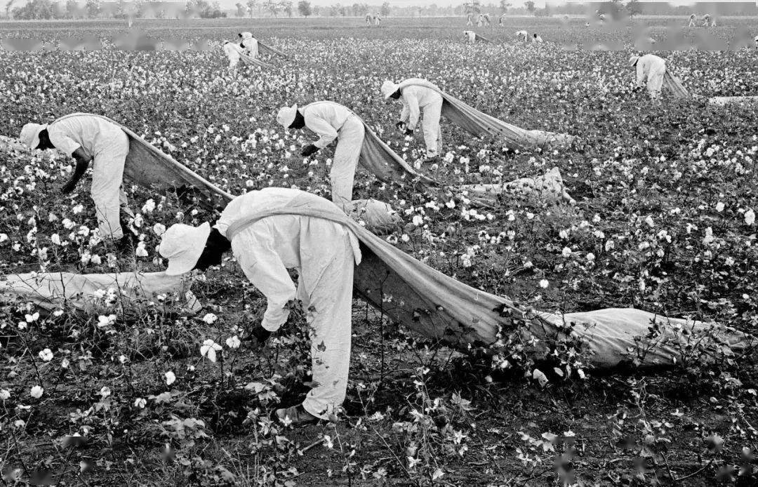 黑奴在种植园摘棉花的场景,也就成了奴隶制的代名词.