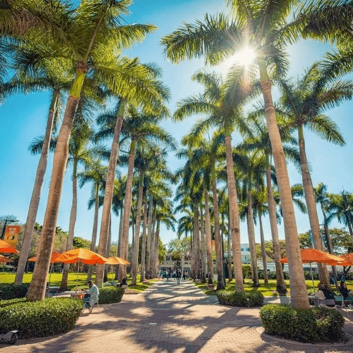 院校推荐丨美国迈阿密大学,坐拥阳光沙滩棕榈树的top