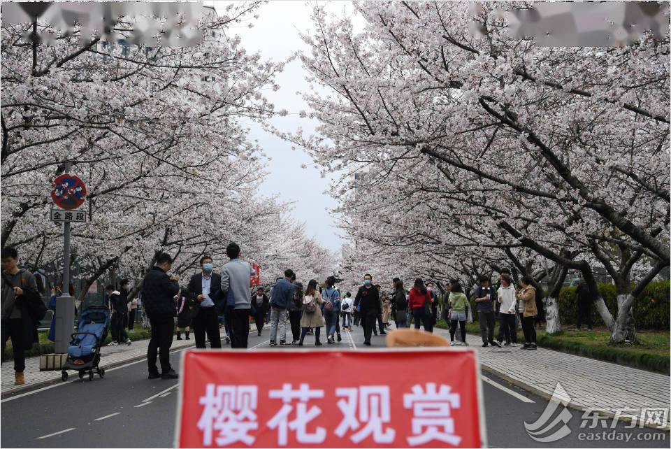 同济大学樱花大道迎来浪漫樱花季今年师生们都来了