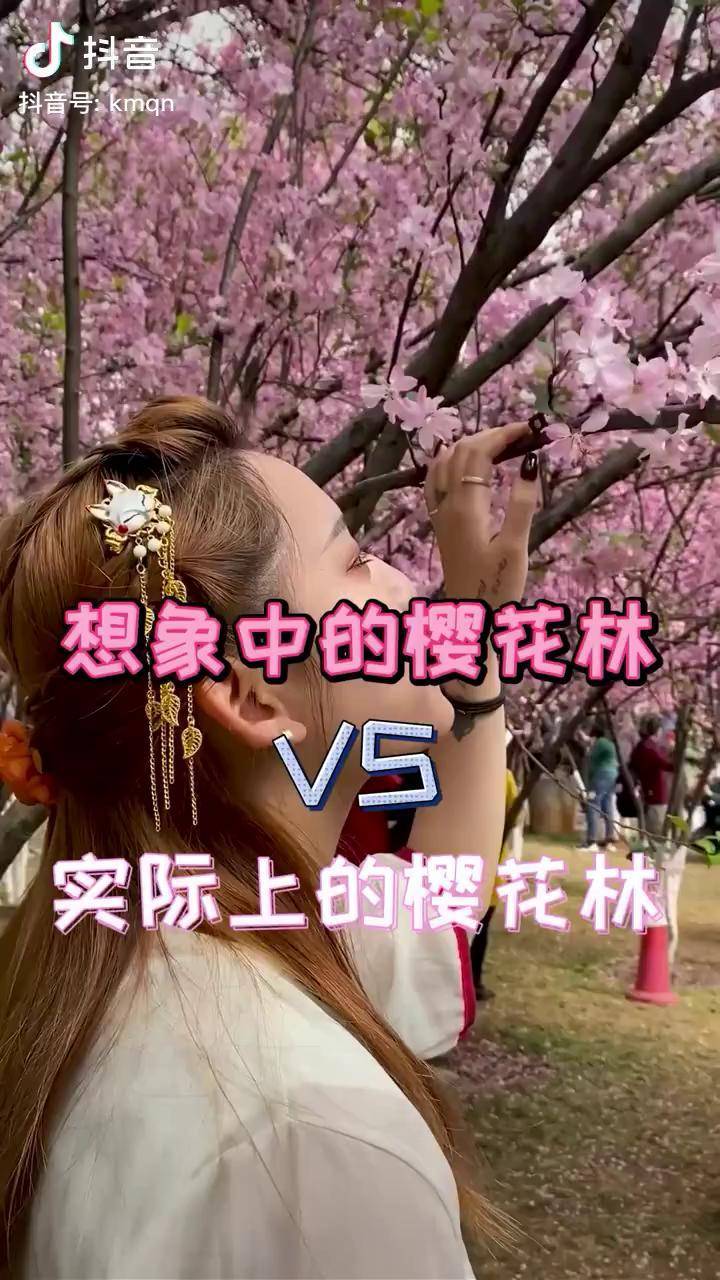 大家去看樱花都是这个样子吗樱花昆明抖音游玩攻略圆通山樱花