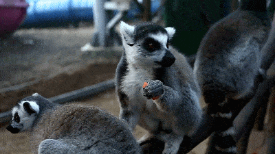 松鼠 有食草动物憨态可掬的样子 环尾狐猴可贪吃了 环除了可爱的萌宠