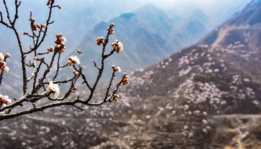 春暖房山赏桃花石花美景品地道山野菜宴