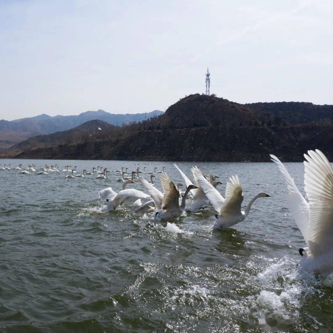 昆都仑河国家湿地公园迎来首批候鸟_昆都仑区