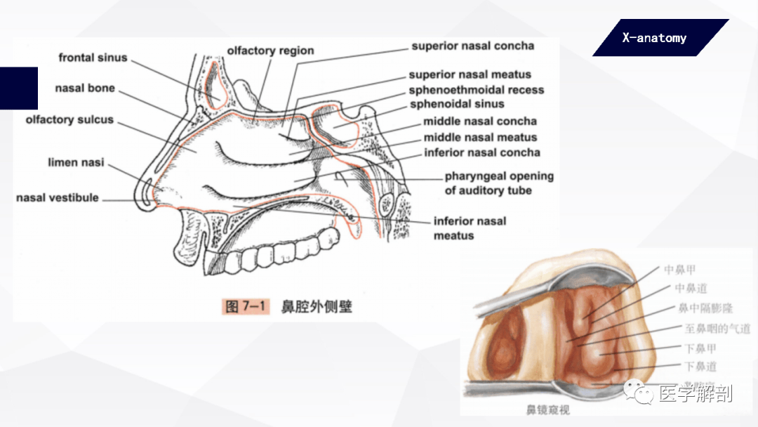 鼻 nose 由外鼻,鼻腔和鼻旁窦3部分组成,它既是