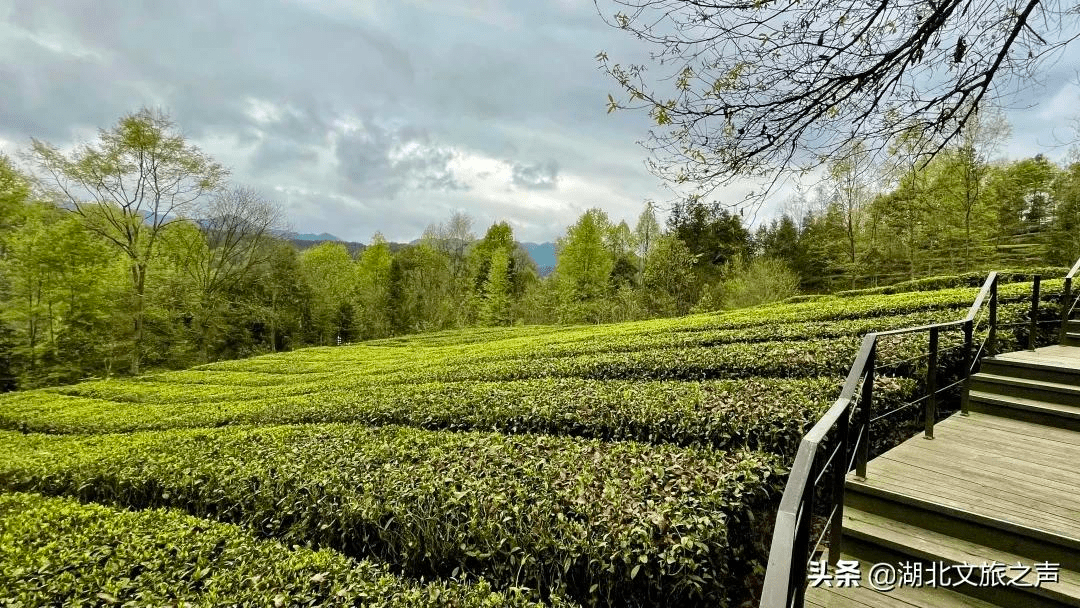 但得清闲,且到唐崖摘茶去