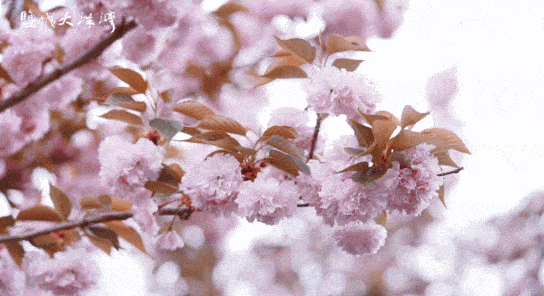 高级的浪漫,莫过于风轻轻吹拂 樱花以每秒五厘米的速度下坠 轻吻你