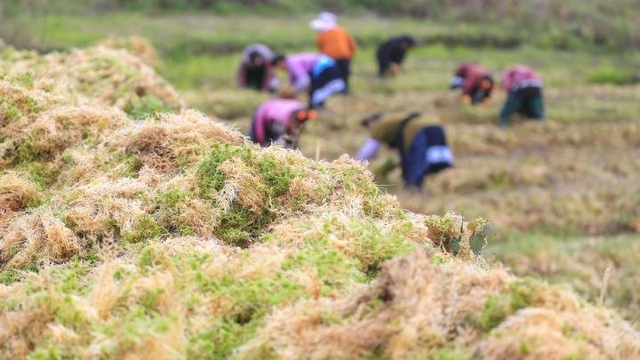 贵州大方海花草种植助农增收