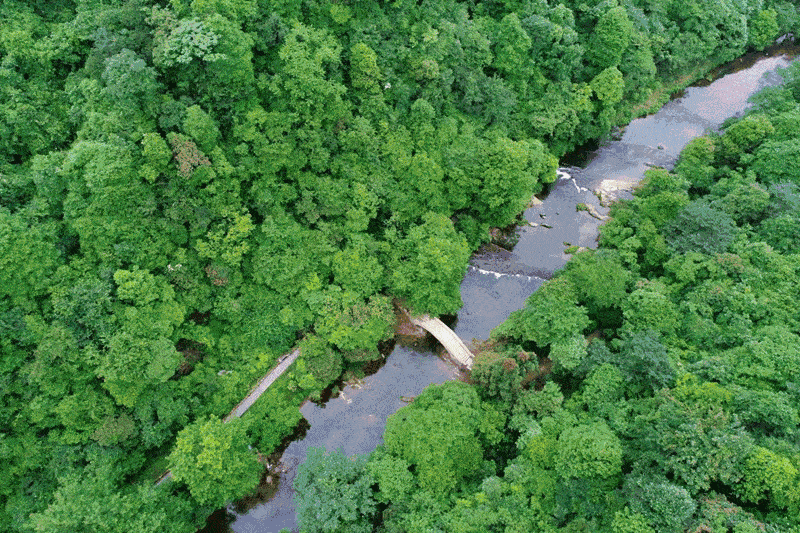 春林初盛 漫山鸢尾花如山间的精灵 美得让人着迷 山茶花娇艳欲滴 趁着
