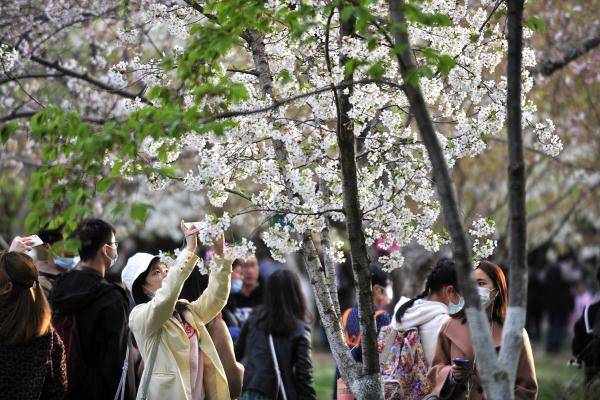 在北京市玉渊潭公园,春梅樱花竞相绽放,众多市民游客赏花踏青,享受