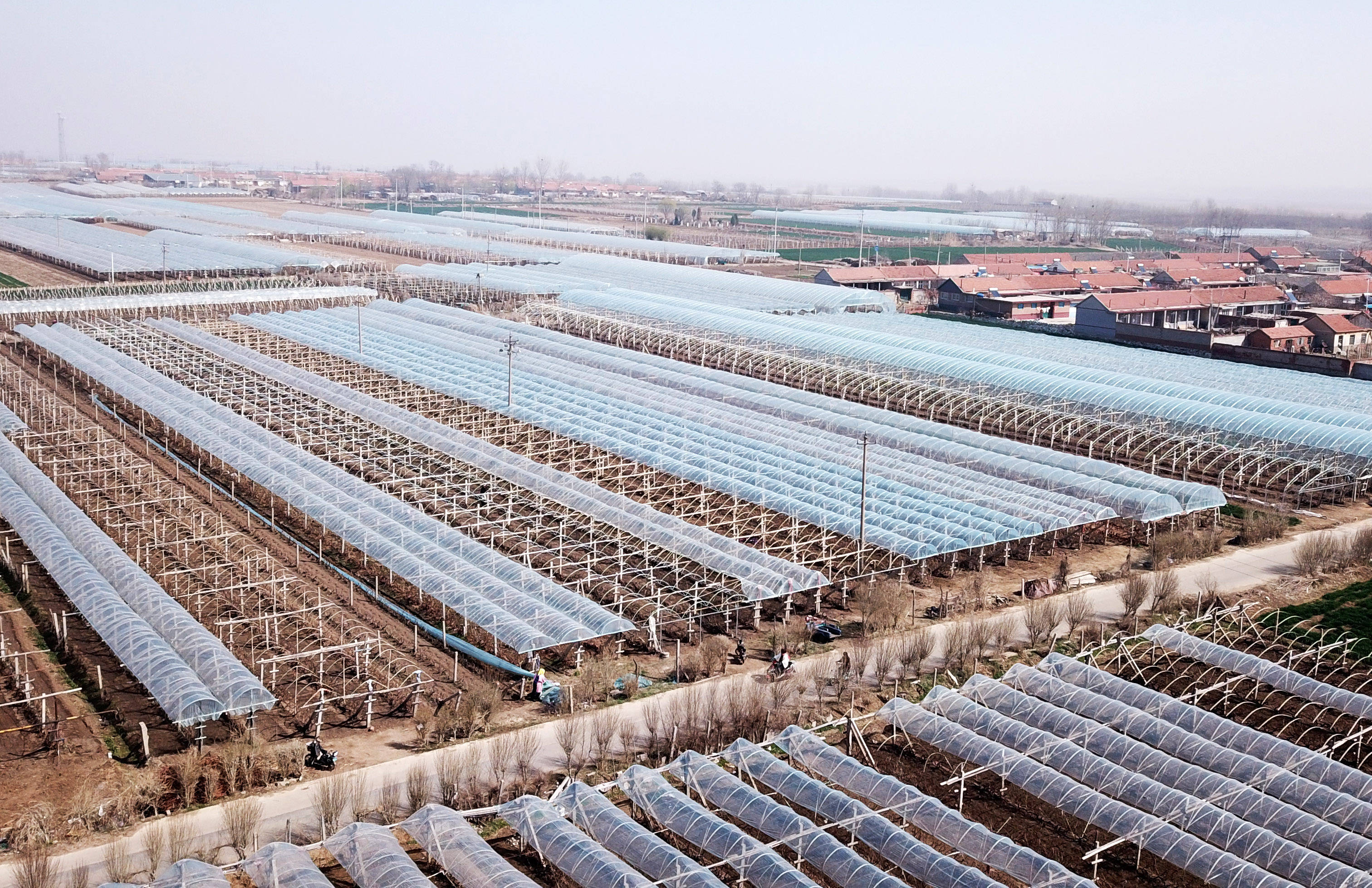 青岛莱西市沟东村新扩建的葡萄种植大棚(无人机照片,3月25日摄).