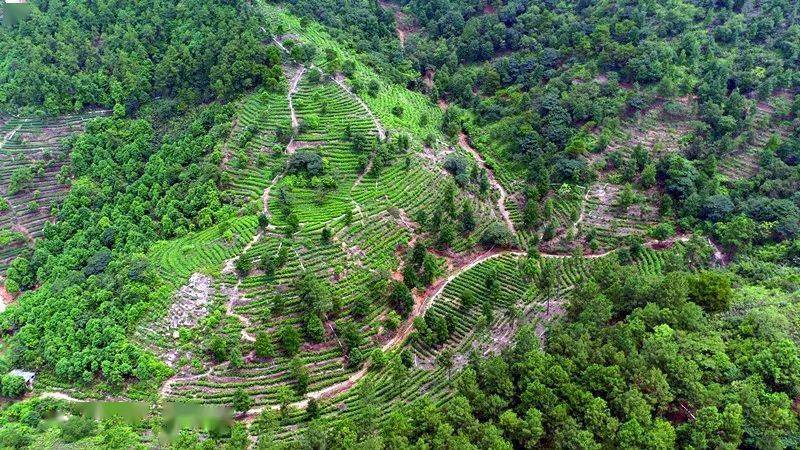 茶山生态园茶田 图源:鹤山发布景区供图茶山,因盛产茶树而得名,这里