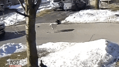 clover竟挣脱主人手中的牵引它做出了一个惊人的举动……眼看主人躺在