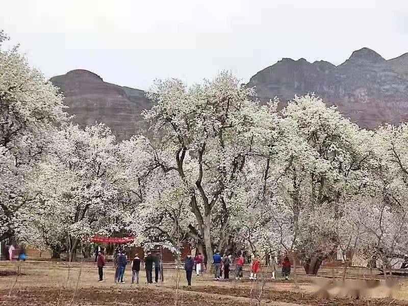 1037梨花韵黄河颂中卫情 中卫市第十五届南北长滩黄河梨花节盛大启幕!