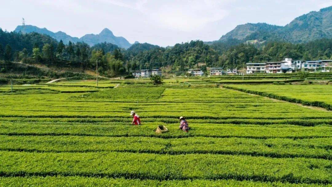 利川毛坝利川红茶园