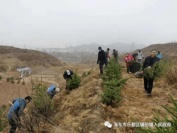 工作动态碾伯镇三力齐发推动春季绿化