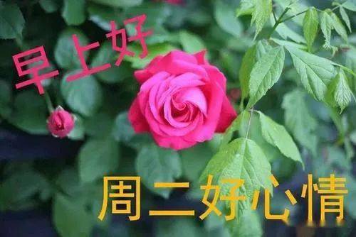 4月6日周二早上好表情包给你送上周二的珍贵祝福