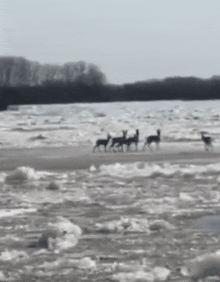 人们意外发现,一小群野生狍子站在冰排上顺流而下,冰排接近岸边时