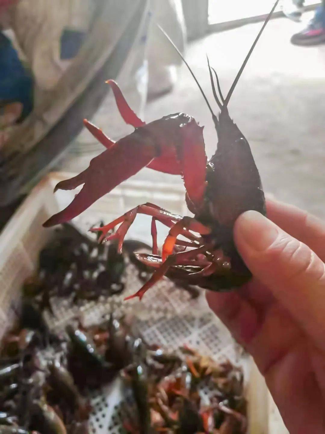 内江这8个钓龙虾基地,一下午就能满载而归!最近的10分钟可到!