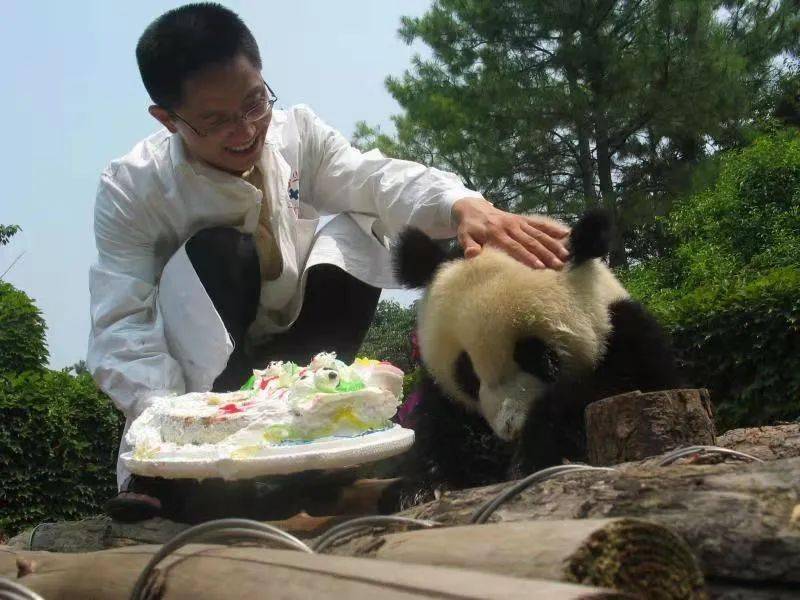 屏屏正是首只人工繁育的秦岭大熊猫"楼生"的父亲,是完成秦岭大熊猫