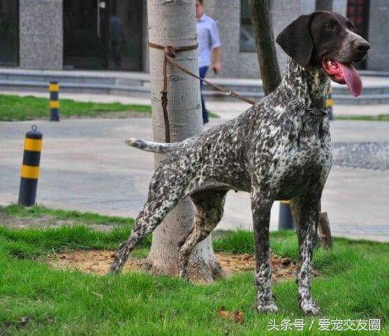 世界名犬猎鸟犬中最古老的犬种波音达猎犬