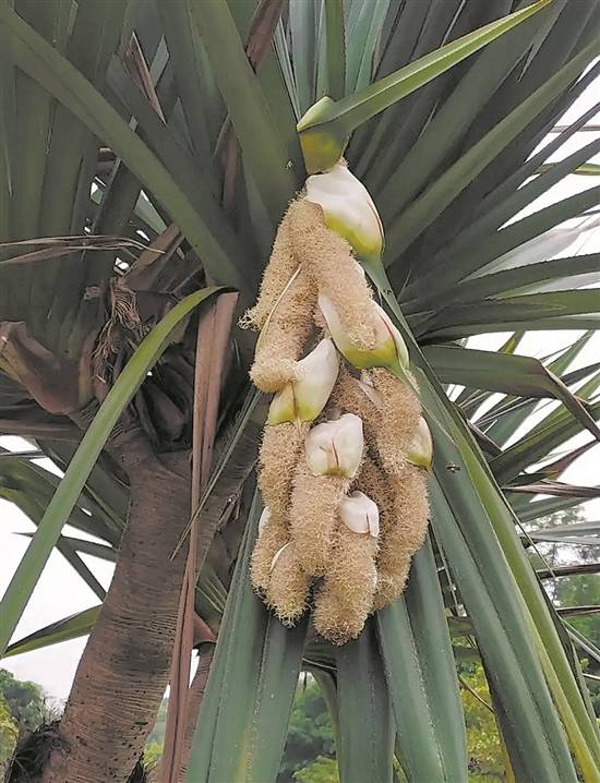 果实像菠萝的露兜树