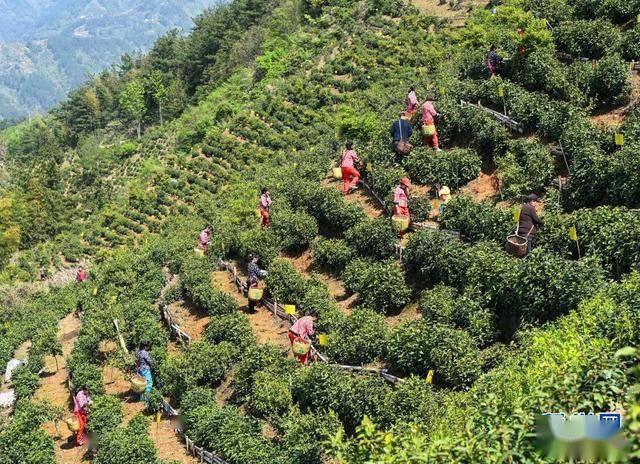 安徽歙县:高山茶园采茶忙