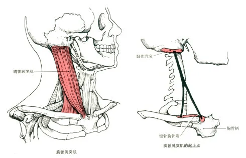 最全的肌肉起止点图解