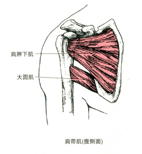 大圆肌 部位:冈下肌,小圆肌下方. 起点:肩胛骨下角背面.