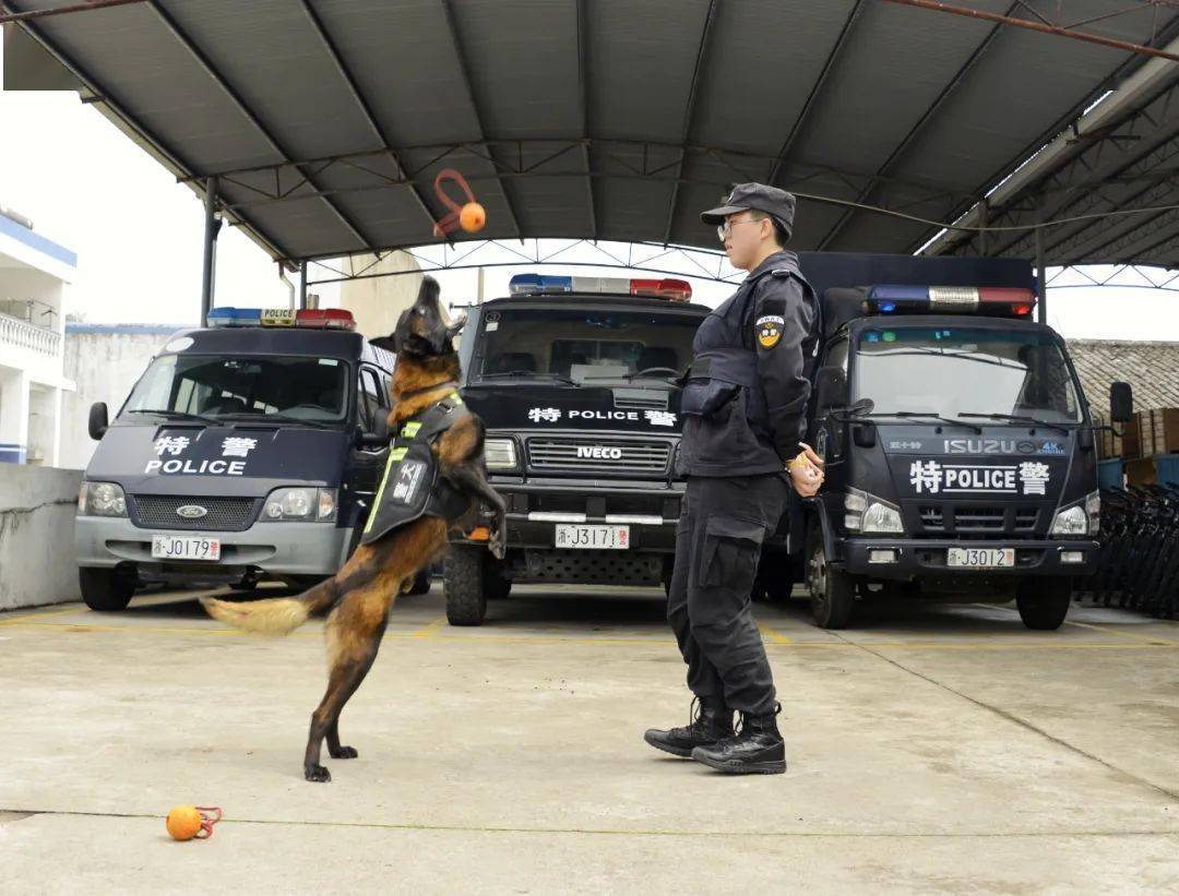 警犬:从"天天"成长为"哮天"