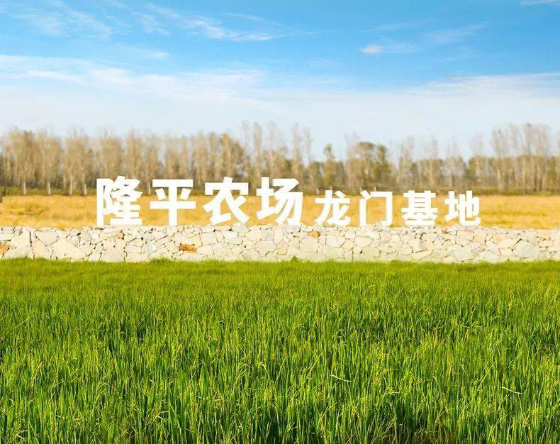 这款来自隆平农场龙门基地的美香占大米颗颗分明, 更能满足南方人的