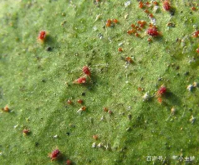 红蜘蛛用洗衣粉3-4克,加水100克,搅拌成溶液后,连续喷2—3次,防治效果